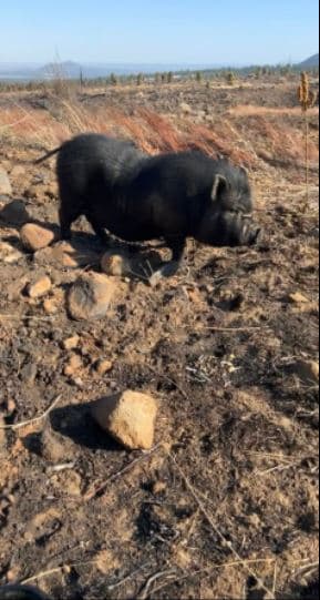 Jackson dijo que el cerdito rescatado tiene su pareja de apareamiento que habría sido también rescatada el viernes 23 de abril por la noche. Ambos fueron devueltos a sus dueños.