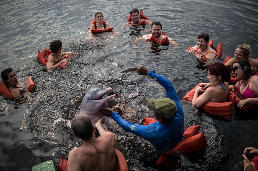 Tourist enjoy a swim with a pink dolphin in the Rio Negro (Black River), in the Amazonia, Brazil on December 10, 2015. AFP PHOTO / Christophe SIMON / AFP / CHRISTOPHE SIMON (Photo credit should read CHRISTOPHE SIMON/AFP/Getty Images)