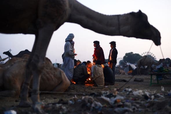 En los festivales, los camélidos son los grandes protagonistas, y las noches se llenan de poesía.