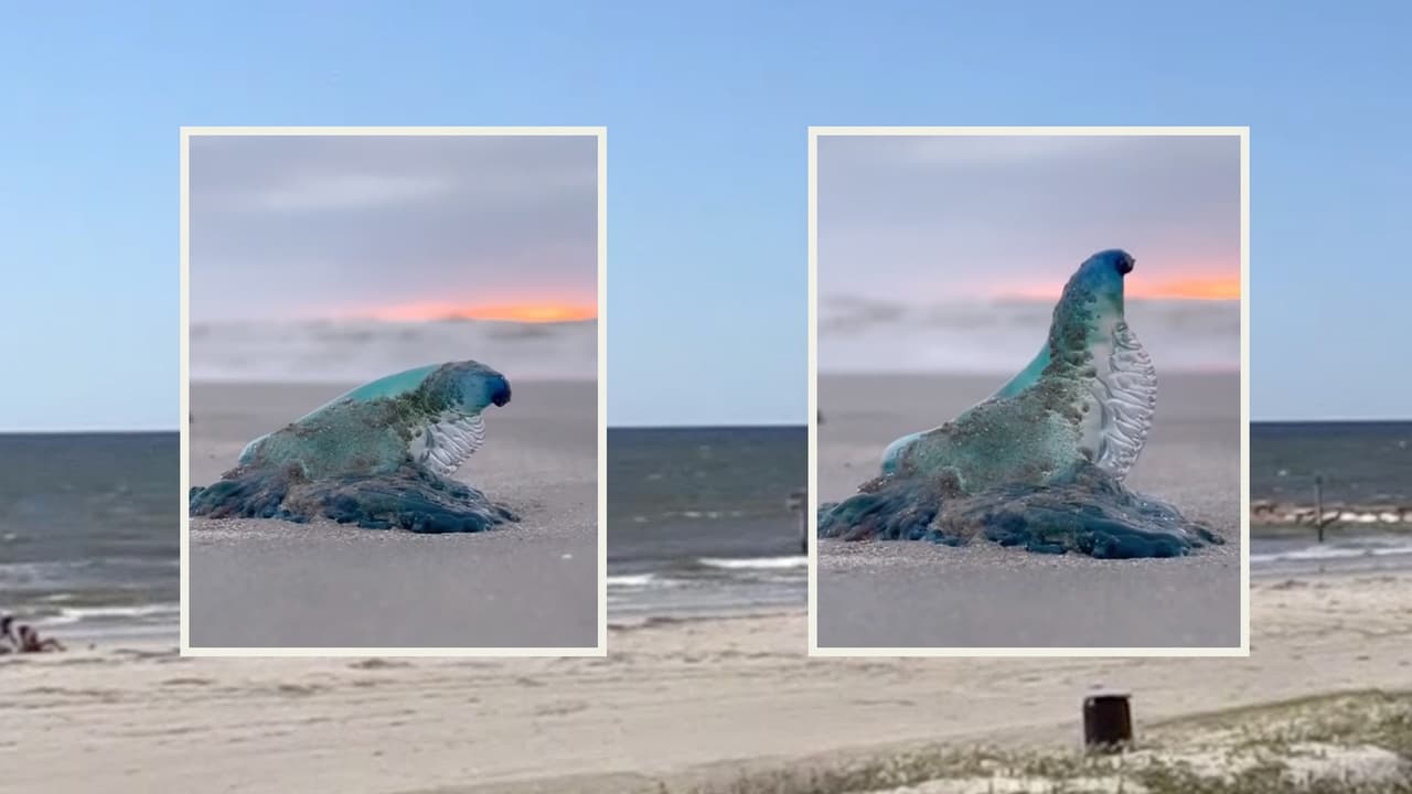 Autoridades advierten sobre la presencia de la medusa carabela portuguesa carnívora en playas de Texas