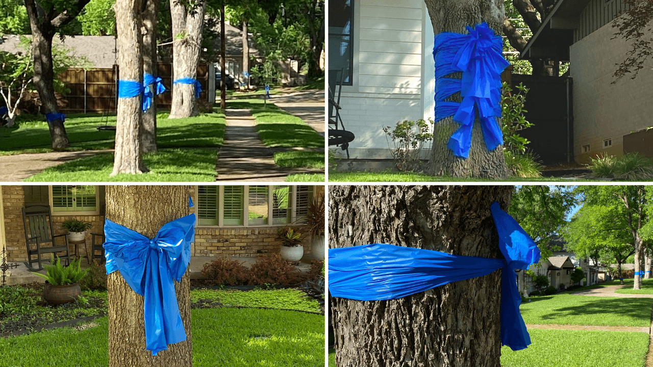 Vecinos ataron listones azules en solidaridad con el niño que fue atacado.