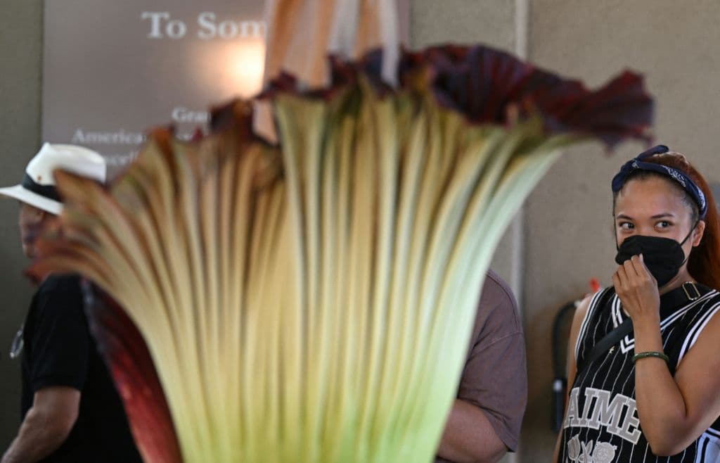 Una visitante se acercó a la flor cadáver protegida con su mascarilla. Parecía tentada a querer quitársela, incluso para la foto del recuerdo, pero se sabía que el olor que emanaba la planta estaba intenso.