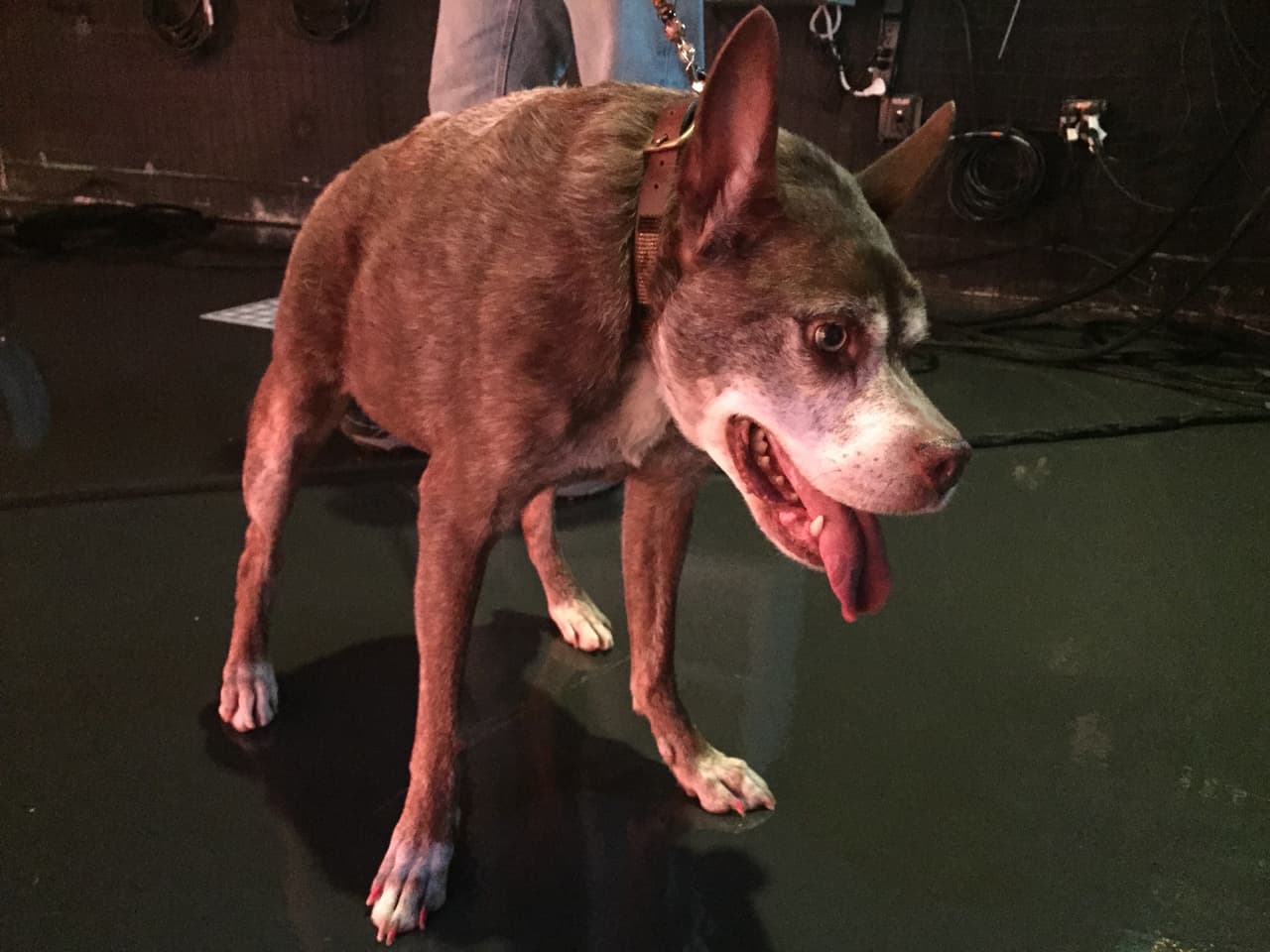 Quasi modo, el perro más feo del mundo visitó Univision