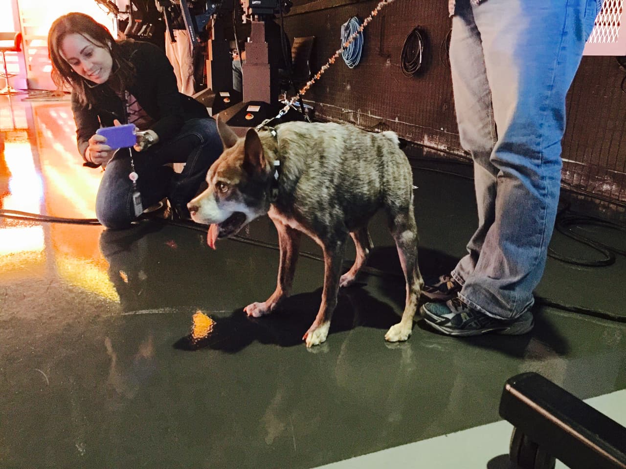 Quasi modo, el perro más feo del mundo visitó Univision