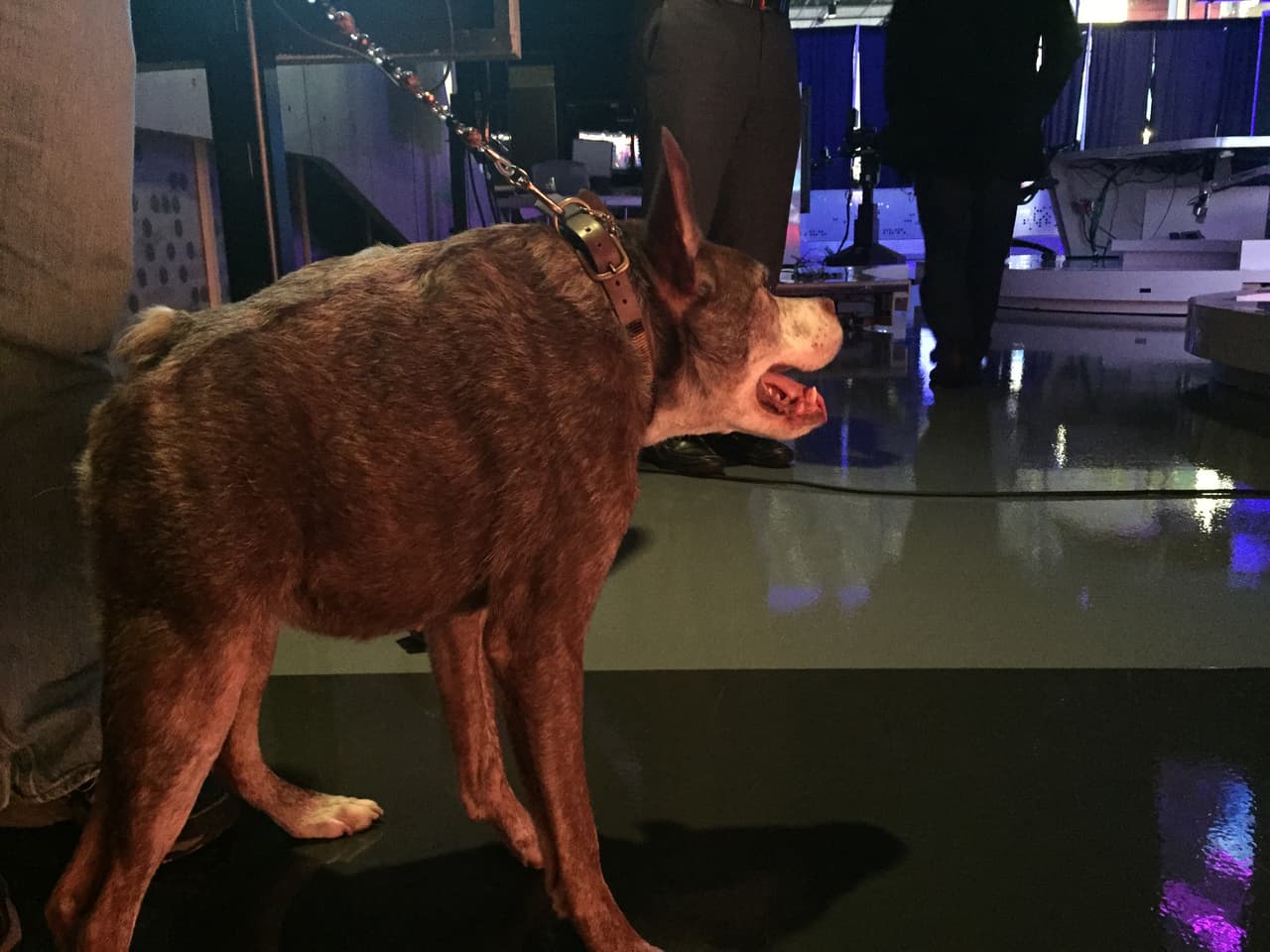 Quasi modo, el perro más feo del mundo visitó Univision
