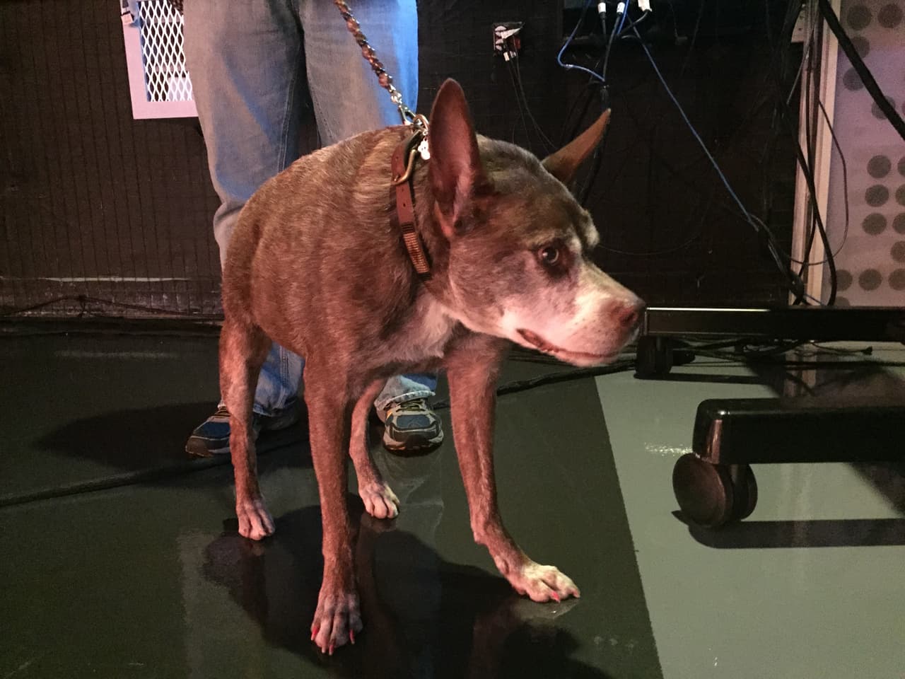Quasi modo, el perro más feo del mundo visitó Univision