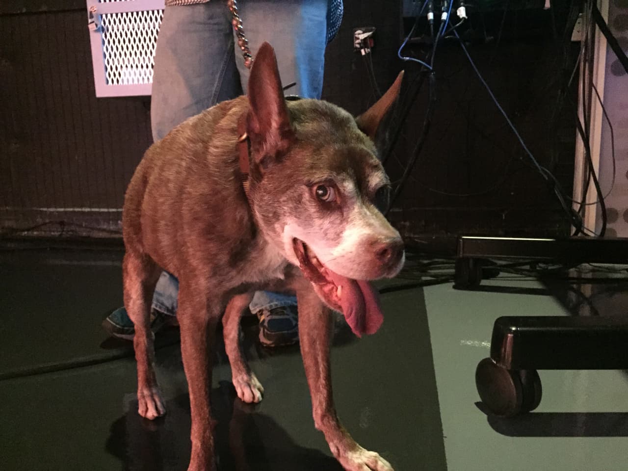 Quasi modo, el perro más feo del mundo visitó Univision