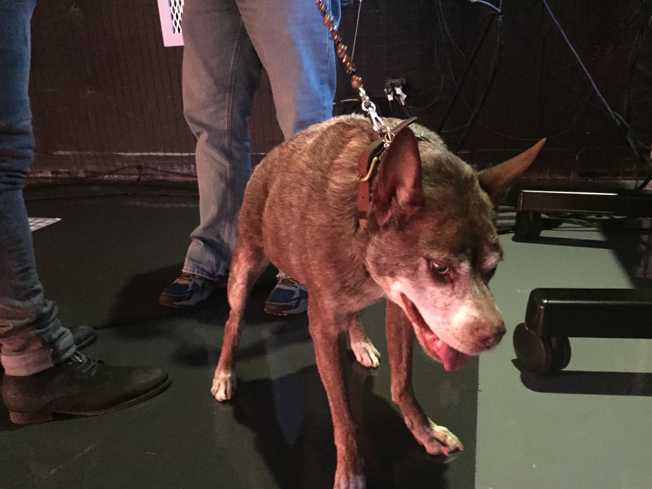 Quasi modo, el perro más feo del mundo visitó Univision