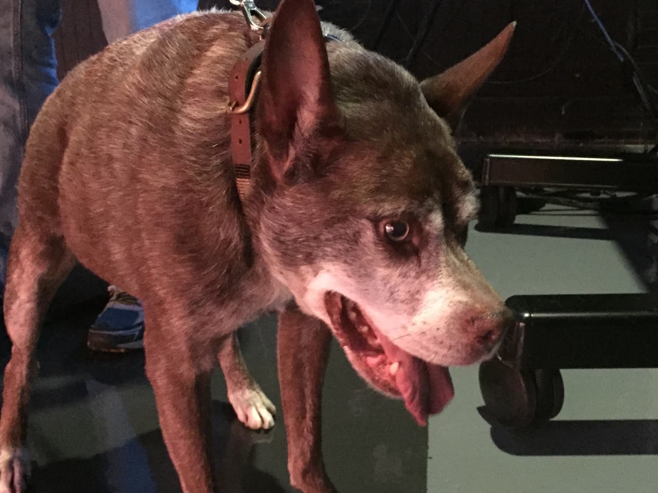 Quasi modo, el perro más feo del mundo visitó Univision