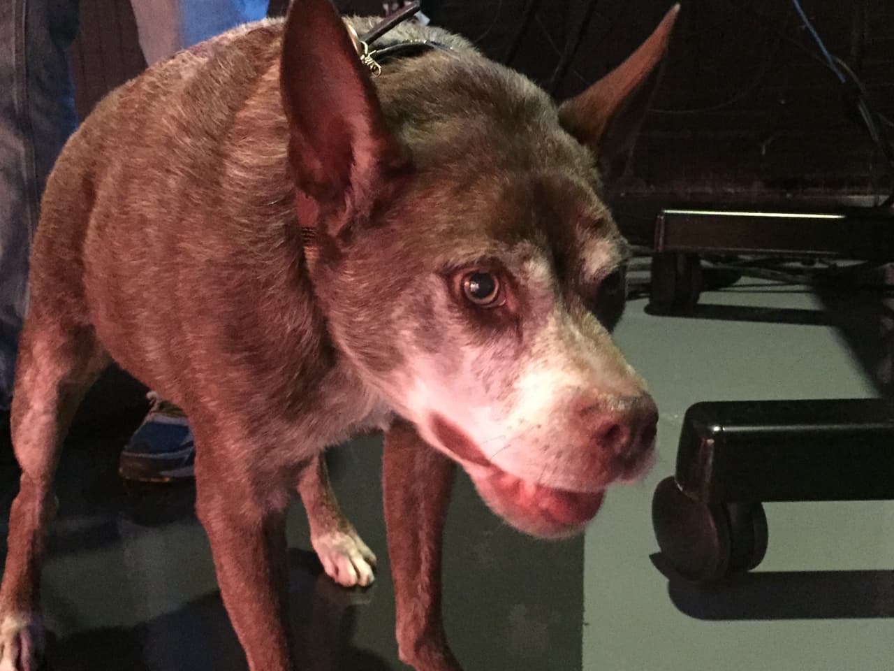 Quasi modo, el perro más feo del mundo visitó Univision