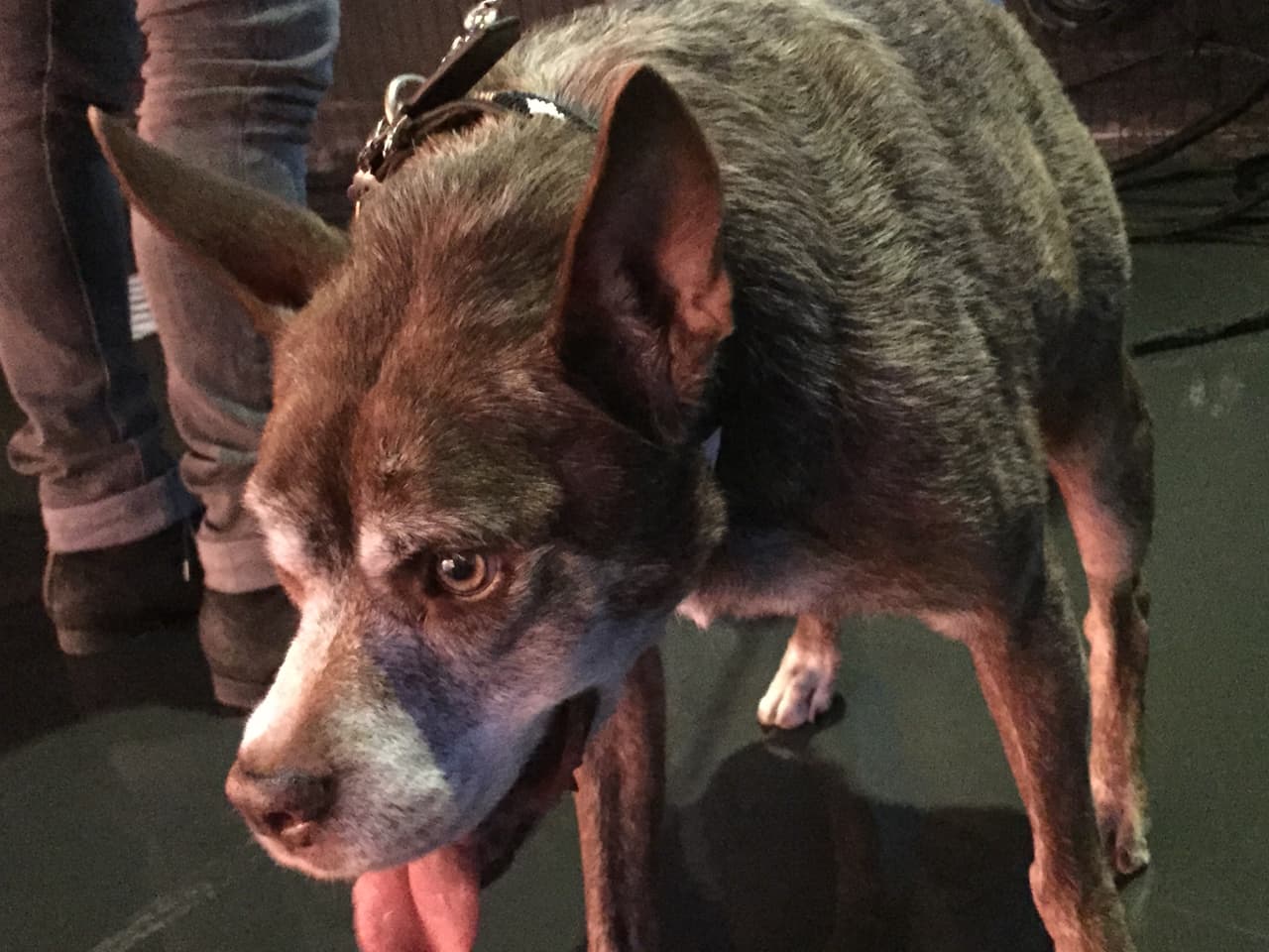 Quasi modo, el perro más feo del mundo visitó Univision