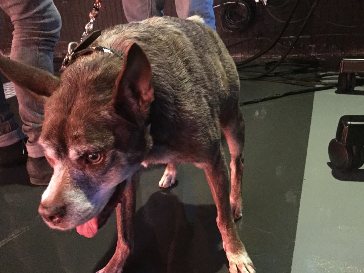 Quasi modo, el perro más feo del mundo visitó Univision
