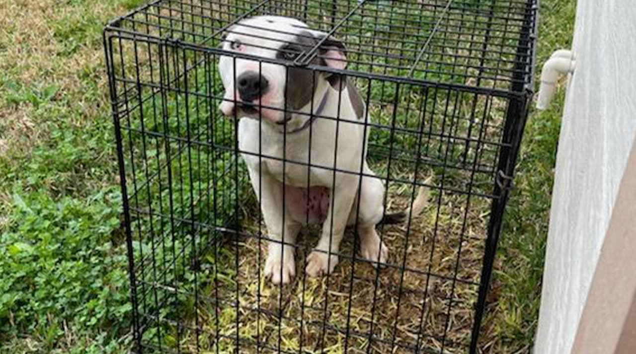 Rescatan a perro que fue dejado al exterior en el frío