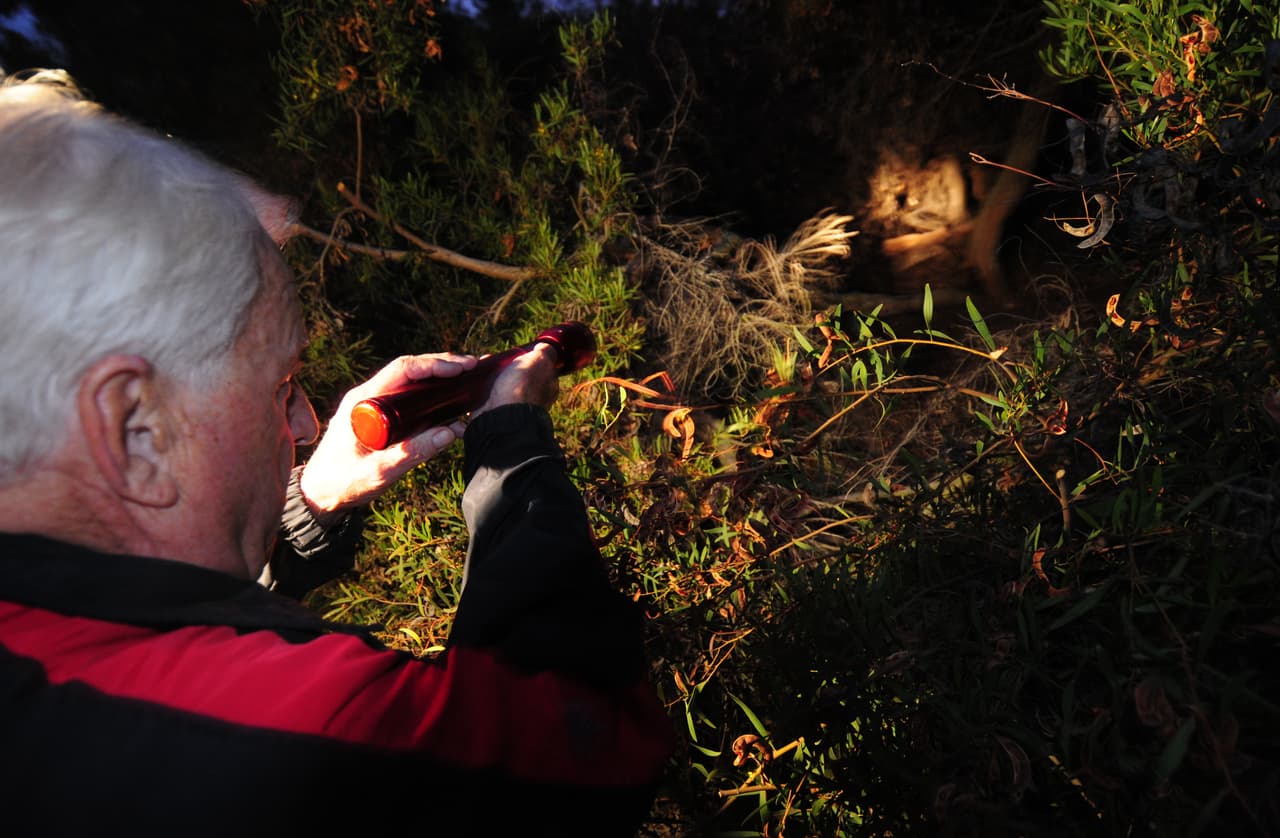 <b>13.</b> Si los coyotes establecen una guarida cerca de un área residencial, en lugar de acercarse a esta, lo que se debe hacer es fastidiar al coyote para que mueva a sus cachorros a otro lugar más remoto.