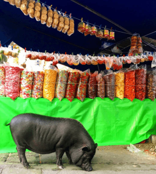 Por si te lo preguntabas, esta tierna cerdita adora comer jitomate.