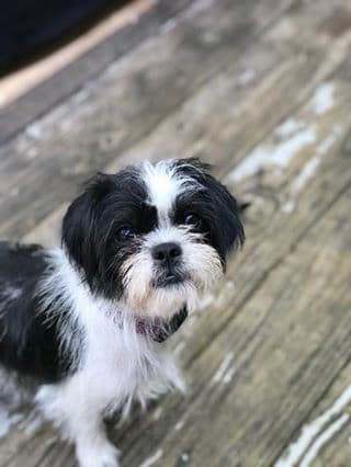 Raven cuenta con el amor de Anai.