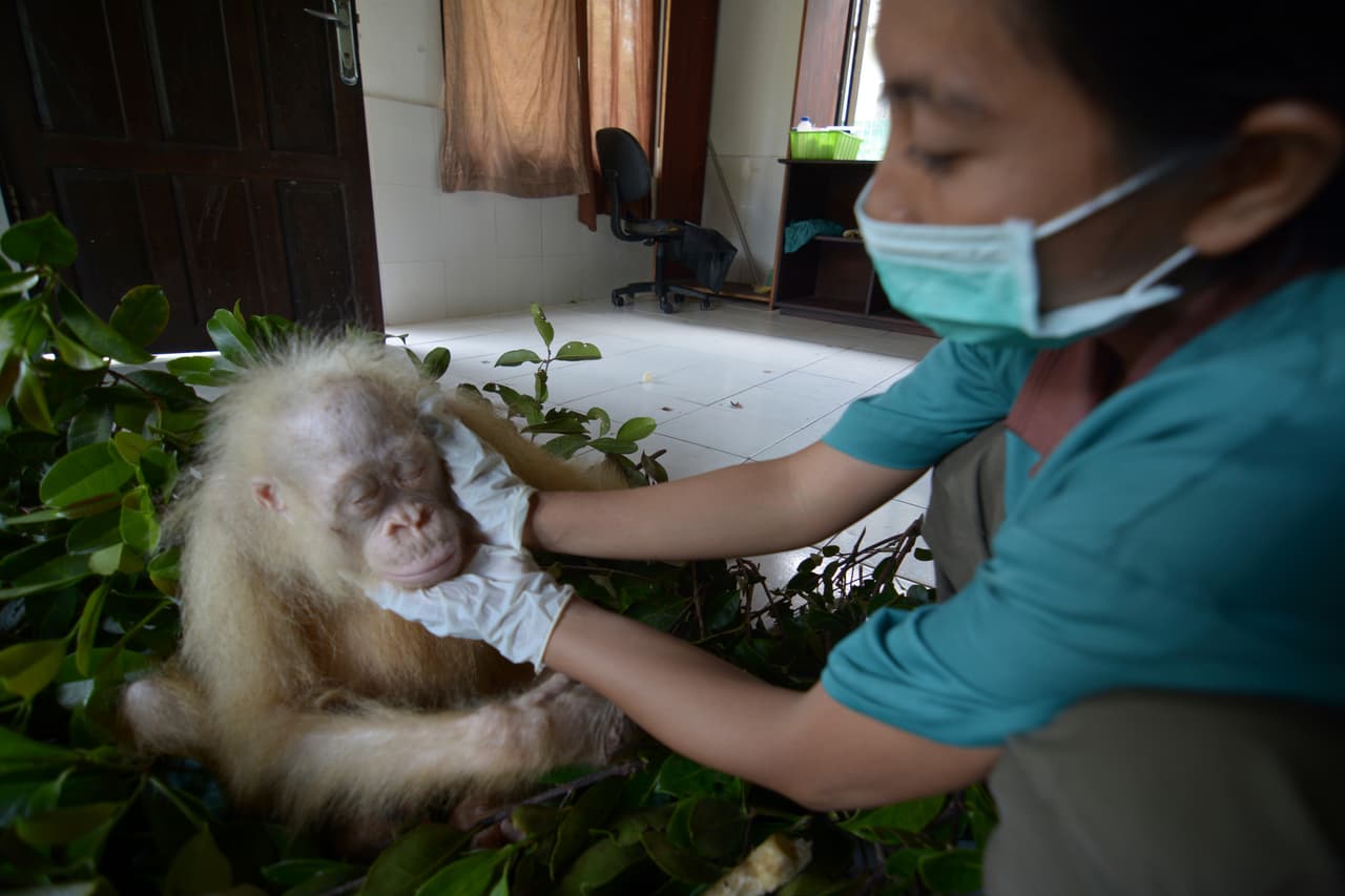 Los pobladores de la aldea en la isla de Borneo donde fue encontrada aseguran que la tuvieron por un par de días después de que salió de un bosque. (Indrayana/BOSF vía AP)