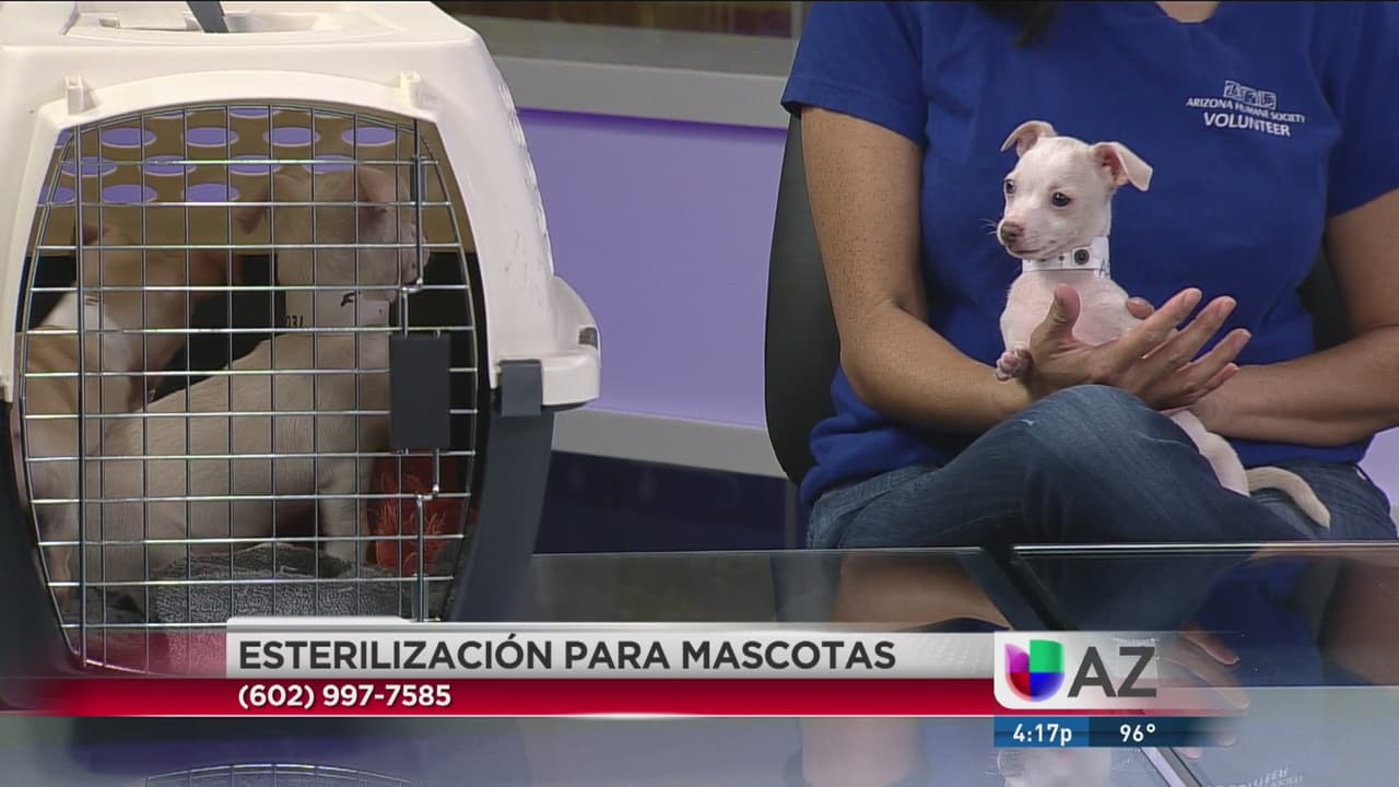 Programa para ayudar a animales desamparados