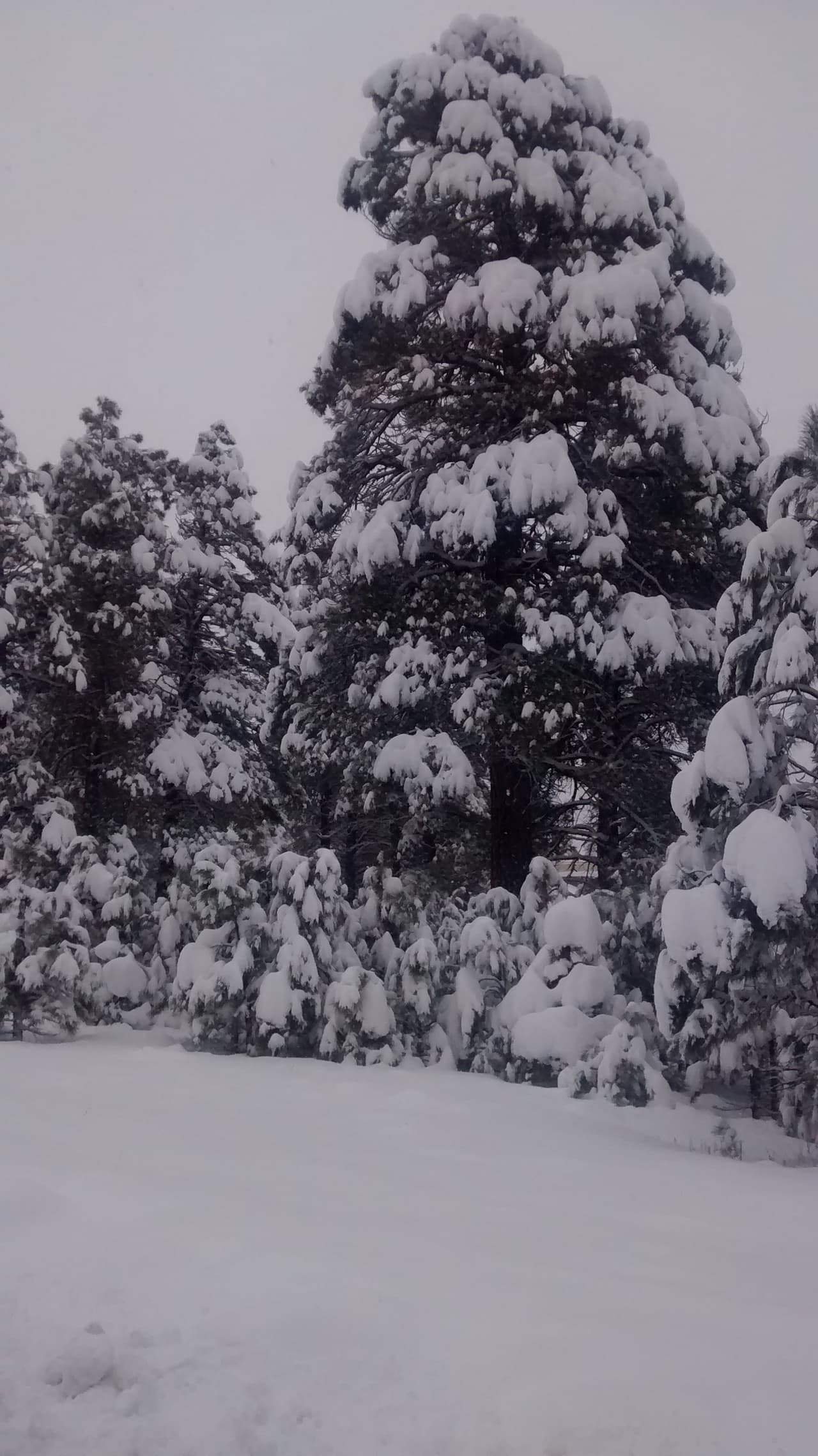 Desde este miércoles, no ha dejado de nevar en Flagstaff, cubriendo de blanco por completo la ciudad. Este jueves se esperan de 3 a 8 pulgadas de nieve.