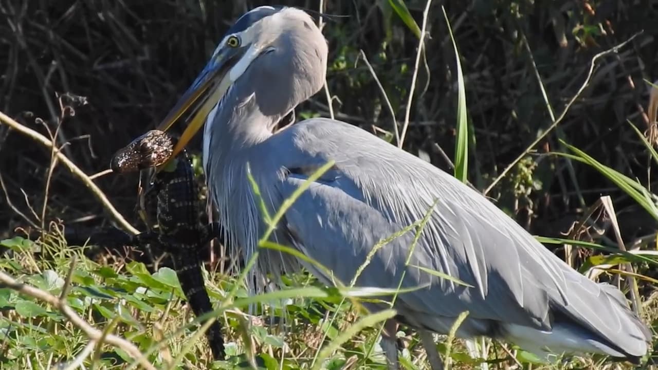 Video capta a una garza azul en caza de un caimán joven en Florida