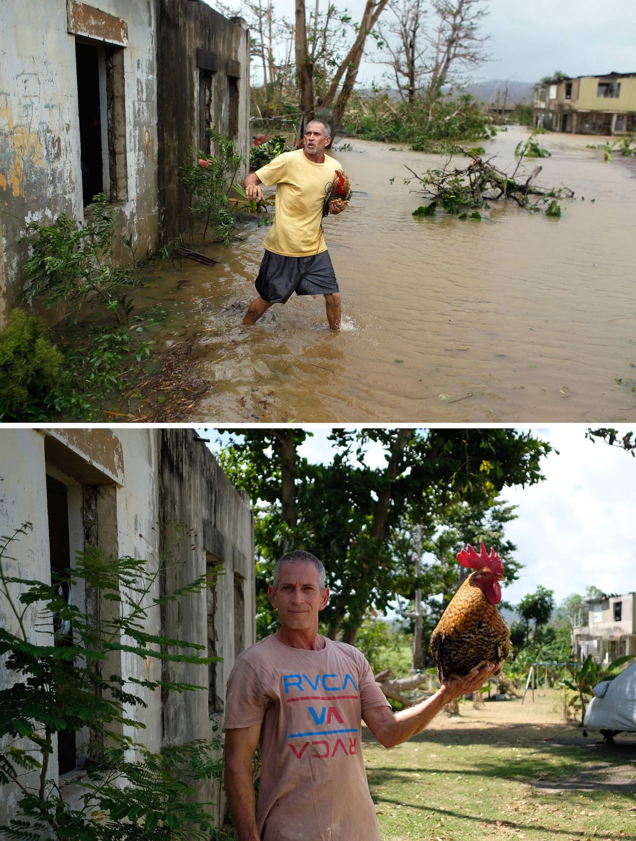 Eduardo Cabán y su gallo Coco, al que rescató durante el ciclón en Fajardo.