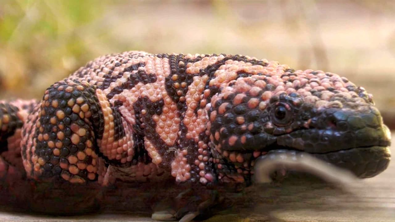 El monstruo de Gila: Un reptil peligroso, pero que también ayudó a transformar la medicina moderna