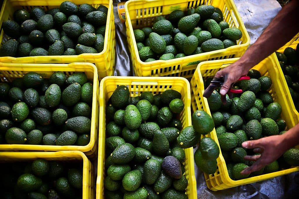 Laredo será el puente principal de distribución de aguacates entre México y Estados Unidos 