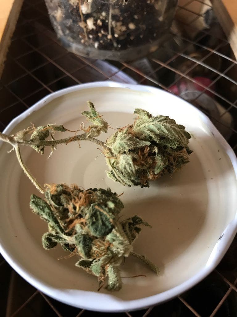 Un colectivo de madres asegura que la marihuana ha sido más beneficiosa para sus hijos enfermos que las múltiples medicinas que se les han recetado.