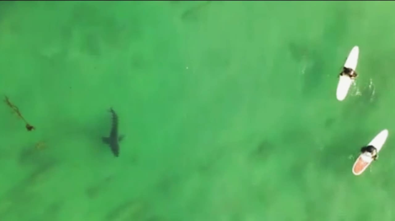 Alertan por “verano de tiburones” en Huntington Beach tras avistamientos y cierres de playas