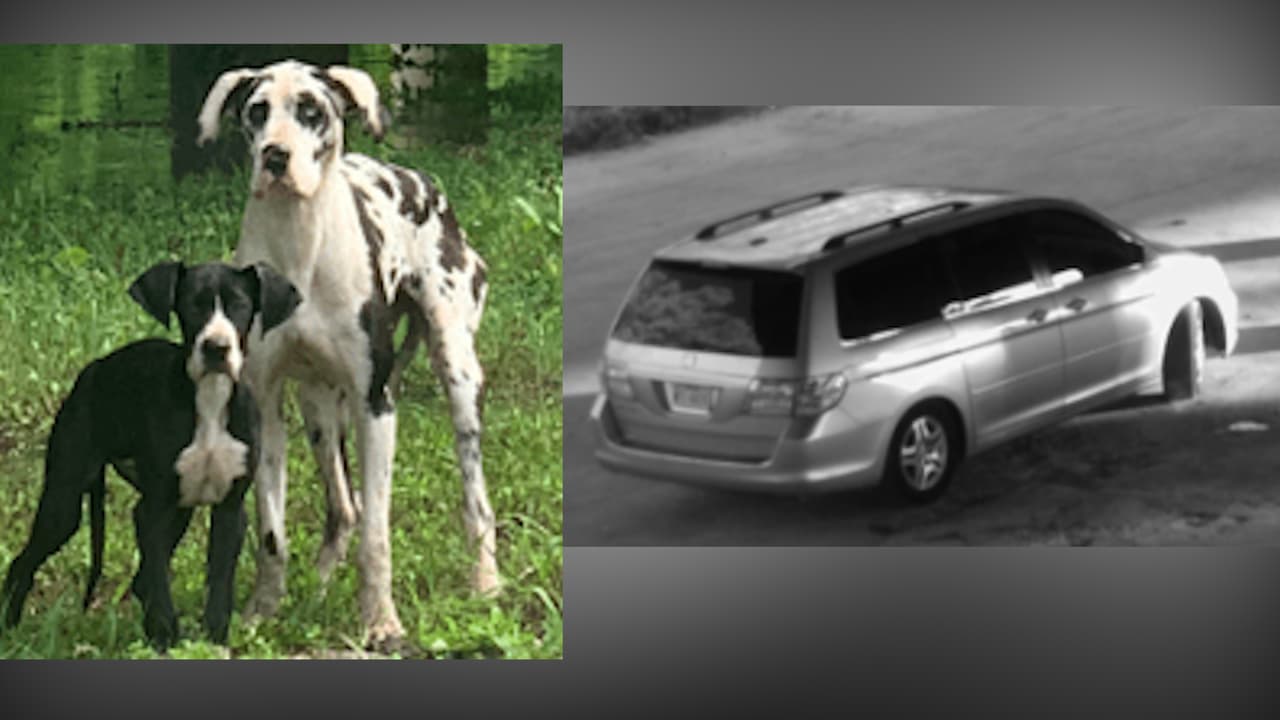 Aún sin poder encontrar al responsable de abandonar a dos perritos raza Gran Danés el pasado 13 de mayo en la cuadra 4800 de la calle Great Trinity Forest Way. Si tiene información sobre este caso o reconoce el vehículo del sospechoso comuníquese con Crime Stoppers al 1-877-TIPS o contacte al detective de la unidad de crueldad animal al (214) 670-7694.