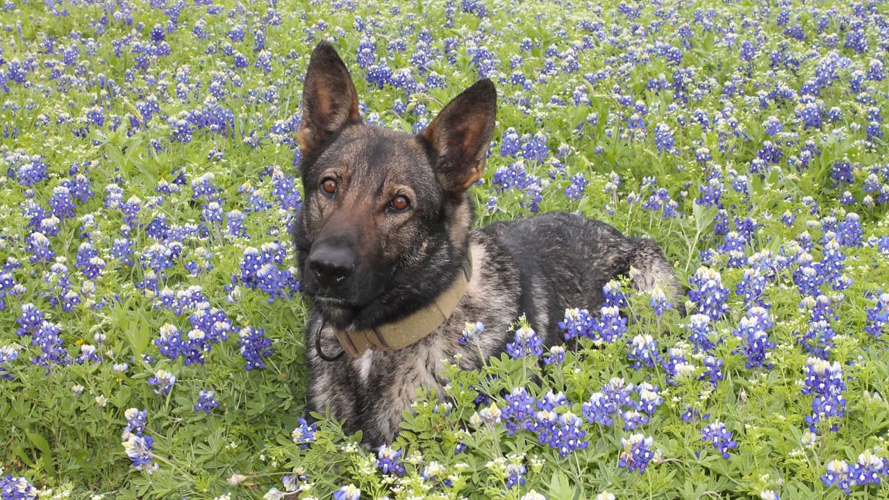 "Me sentí lindo. Podría olfatear algunas drogas después", escribió la policía de Hewitt en su 
<a href="https://www.facebook.com/HewittTexasPD/posts/2440801712618912" target="_blank">Facebook</a> a lado de la imagen de un agente canino.