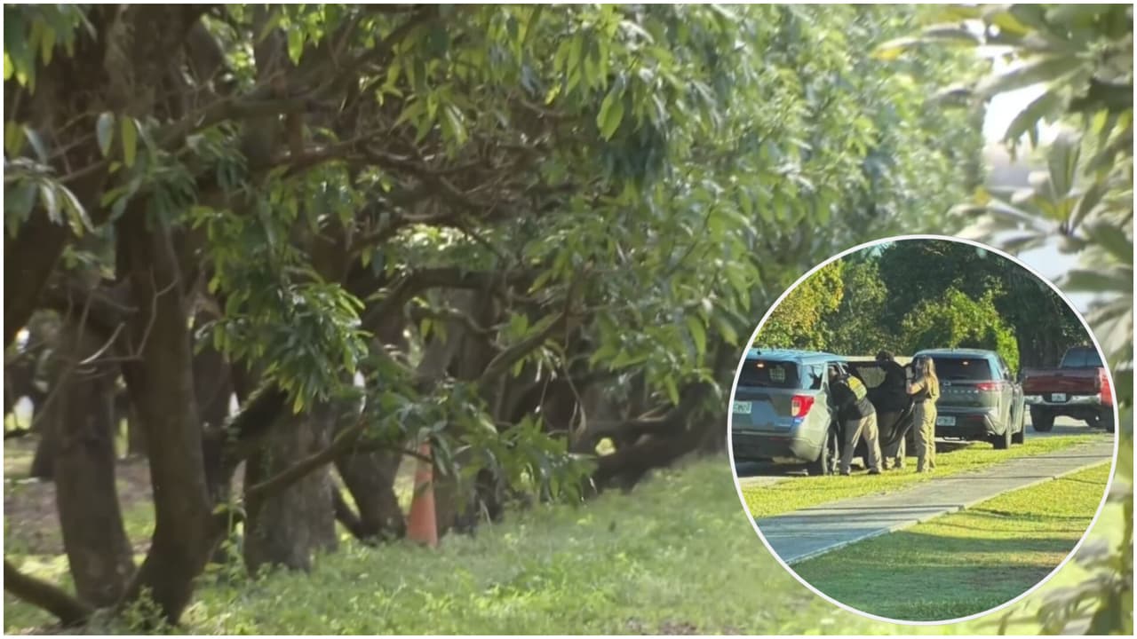 Operativos de ICE han dejado a cultivos de Homestead sin trabajadores, según dueños de haciendas