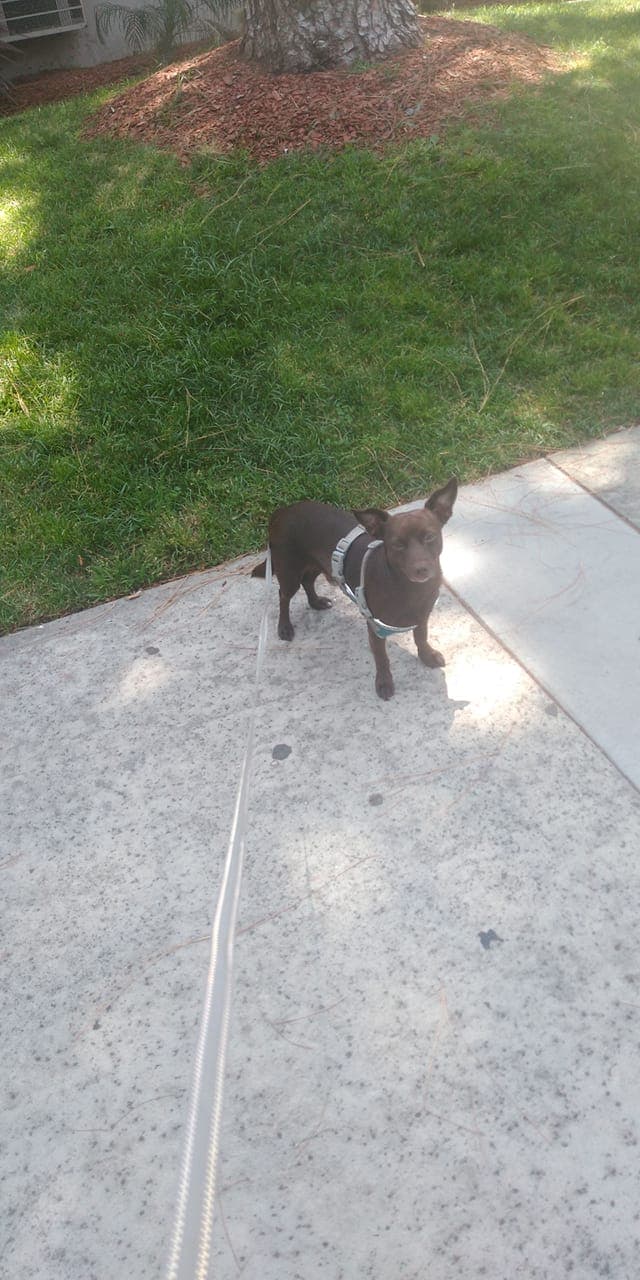 "No es mío pero es como si fuera. Choco desde que era bebé llegó conmigo. Choco te quiero eres el más fiel canino cariñoso te quiero Choco" - Muñoz Fátima