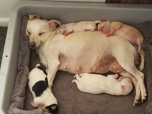 Pucca no llegó sola durante la pandemia, sus dueños se llevaron una sorpresa perruna.
<br>
