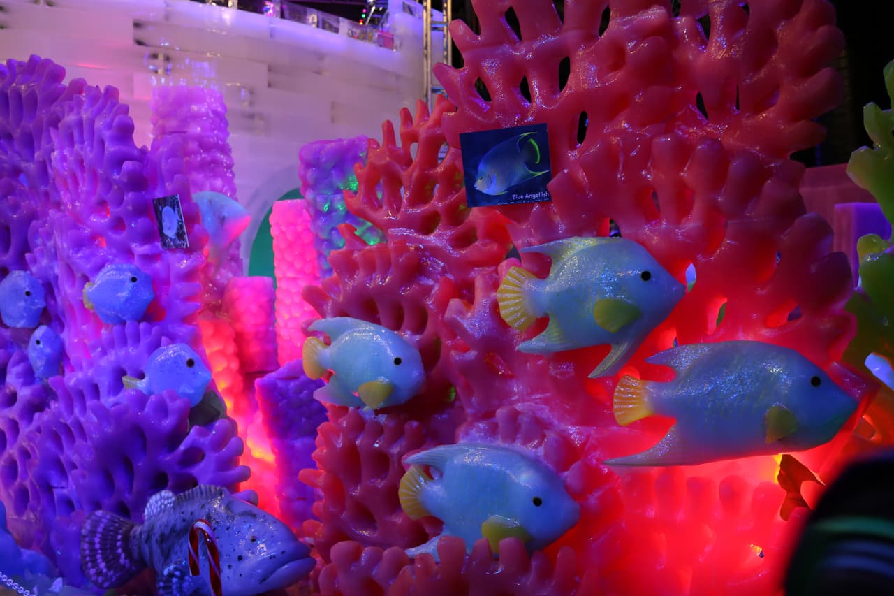 Peces de todos los colores, formas y tamaños pueden ser apreciados a lo largo de la exhibición.