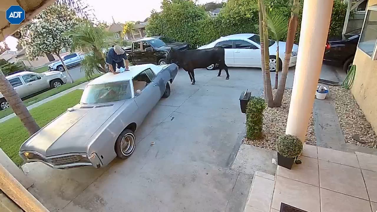 Estampida de vacas causa caos en vecindario de California