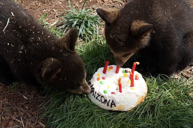 Bearizona celebra cinco años de haber abierto sus puertas