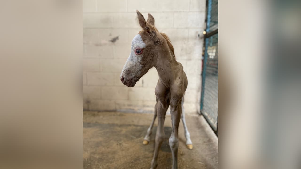 También descubrieron que había un caballo bebé de apenas un día de nacido que estaba al lado de su madre.