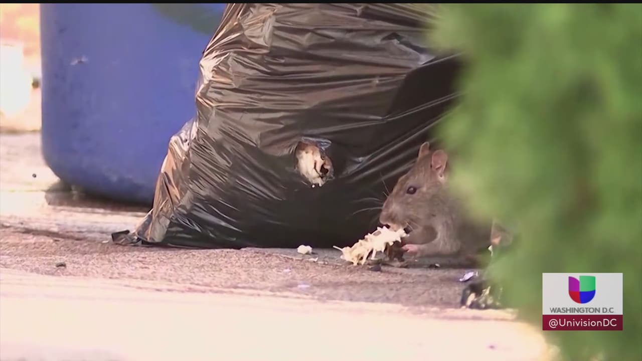 Washington DC está dentro de las cinco ciudades con más ratas en todo Estados Unidos
