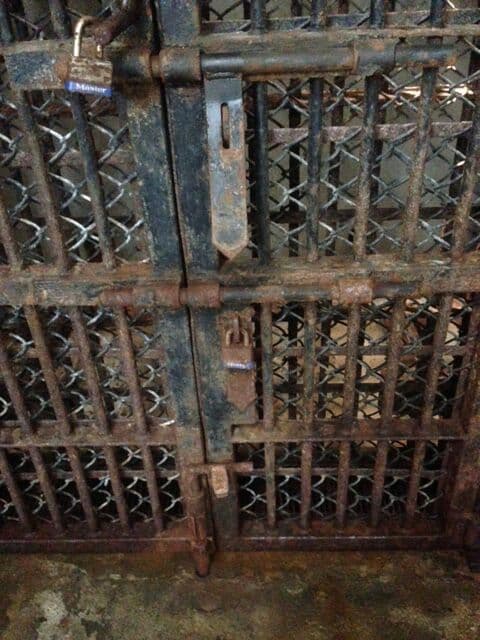 “Obsérvese el estado de total falta de mantenimiento de las rejas que resguardan a los animales, entre su zona de descanso y el pasillo de manejo. La condición del piso marca el historial del descuido del área”.