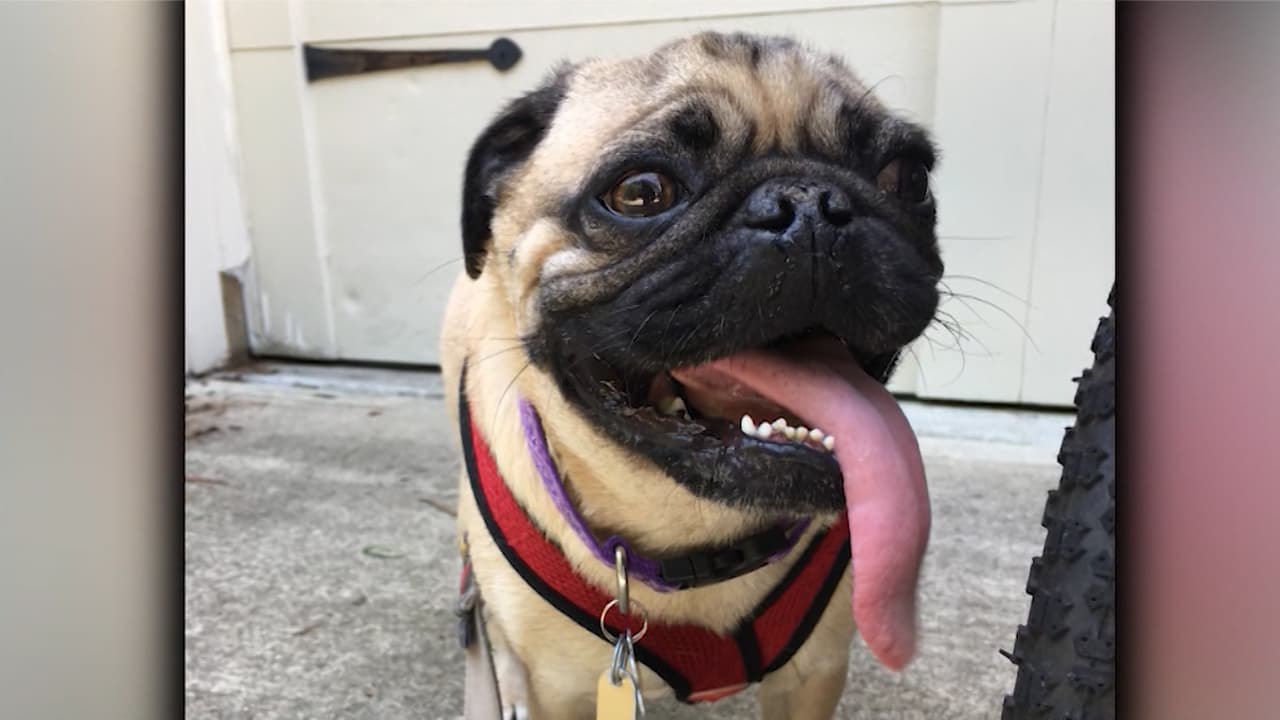 Perro da positivo por coronavirus y sería el primer caso en Estados Unidos