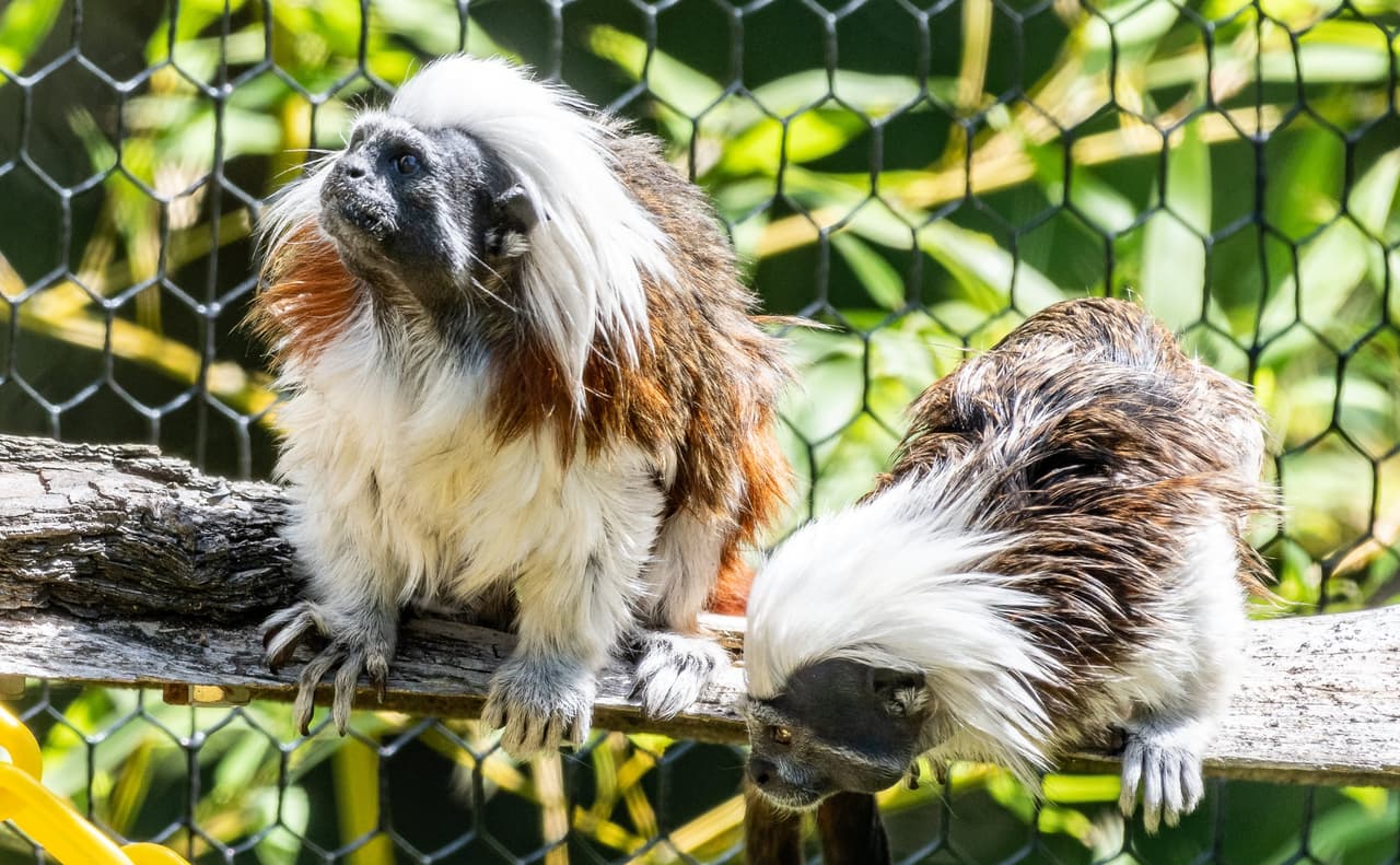 Alberto llega a Oakland procedente del zoológico Ellen Trout Zoo, en Texas. Desde su arribo, se ha adaptado bastante bien y sigue a Electra a todos lados para aprender a navegar su nuevo hábitat.