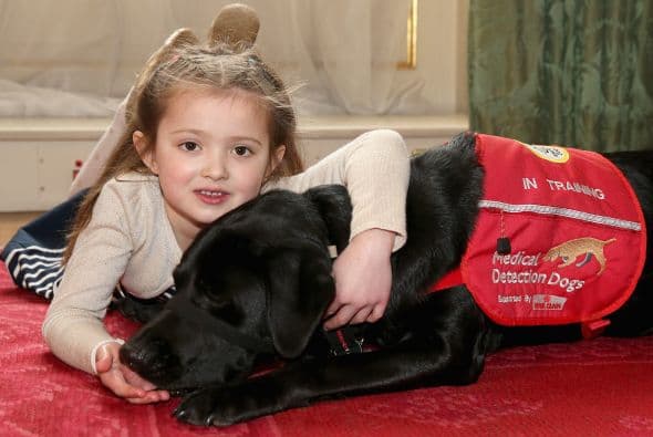 El objetivo de esta organización, que se encuentra en Inglaterra, es encontrar una cura para el cáncer detectándolo a tiempo. La asociación cuenta con especialistas encargados en el comportamiento de los perros y con doctores veterinarios que han estudiado cómo funciona el olfato de estos grandiosos animales.