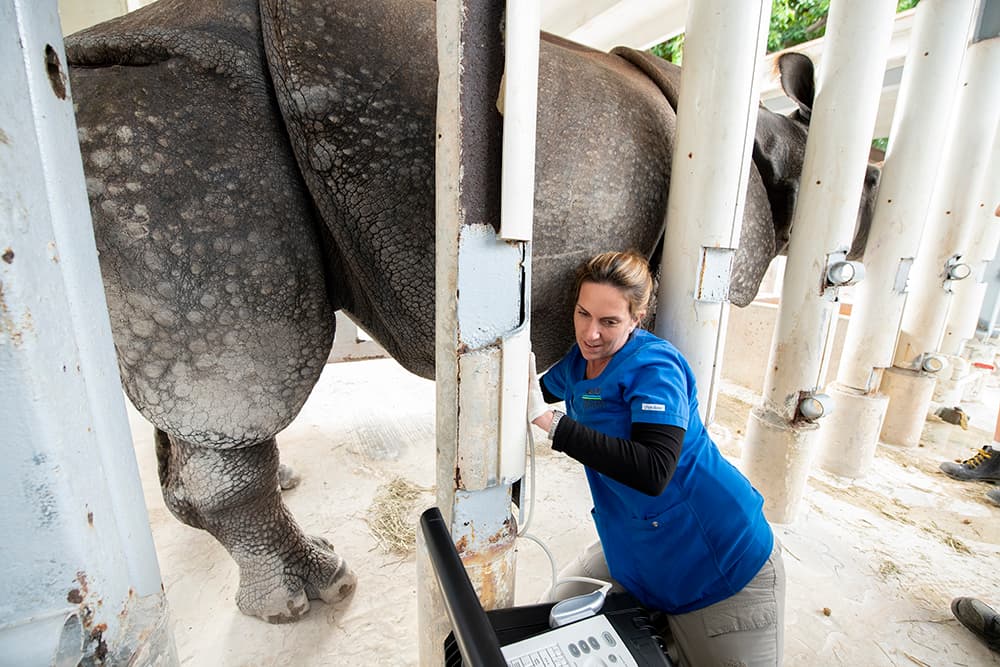 “Akuti”, significa princesa en hindú y nació en el zoológico de San Diego el 20 de enero de 2012. Después llegó al zoológico de Miami en diciembre del 2015, en donde tuvo su primer embarazo.
<br>