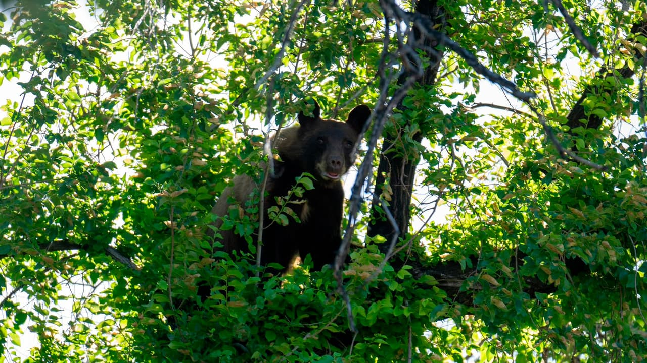 La aparición de un oso en una zona urbana de Salt Lake City provocó la movilización de elementos del Departamento de Policía, así como de la División de Recursos de Vida Silvestre de Utah la mañana de 5 de junio.