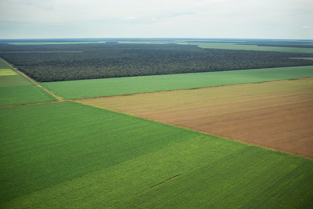 Some detractors say that human predation of Amazonian resources is so massive that IBAMA's efforts are effectively futile.