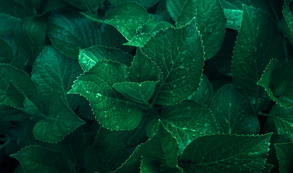 Color: Verde oscuro, negro, café. Día de la semana afortunado: el sábado