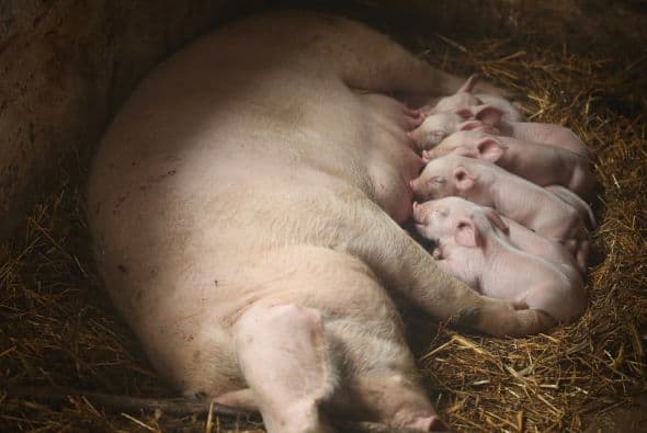 La vida de un puerquito es muy pesada.