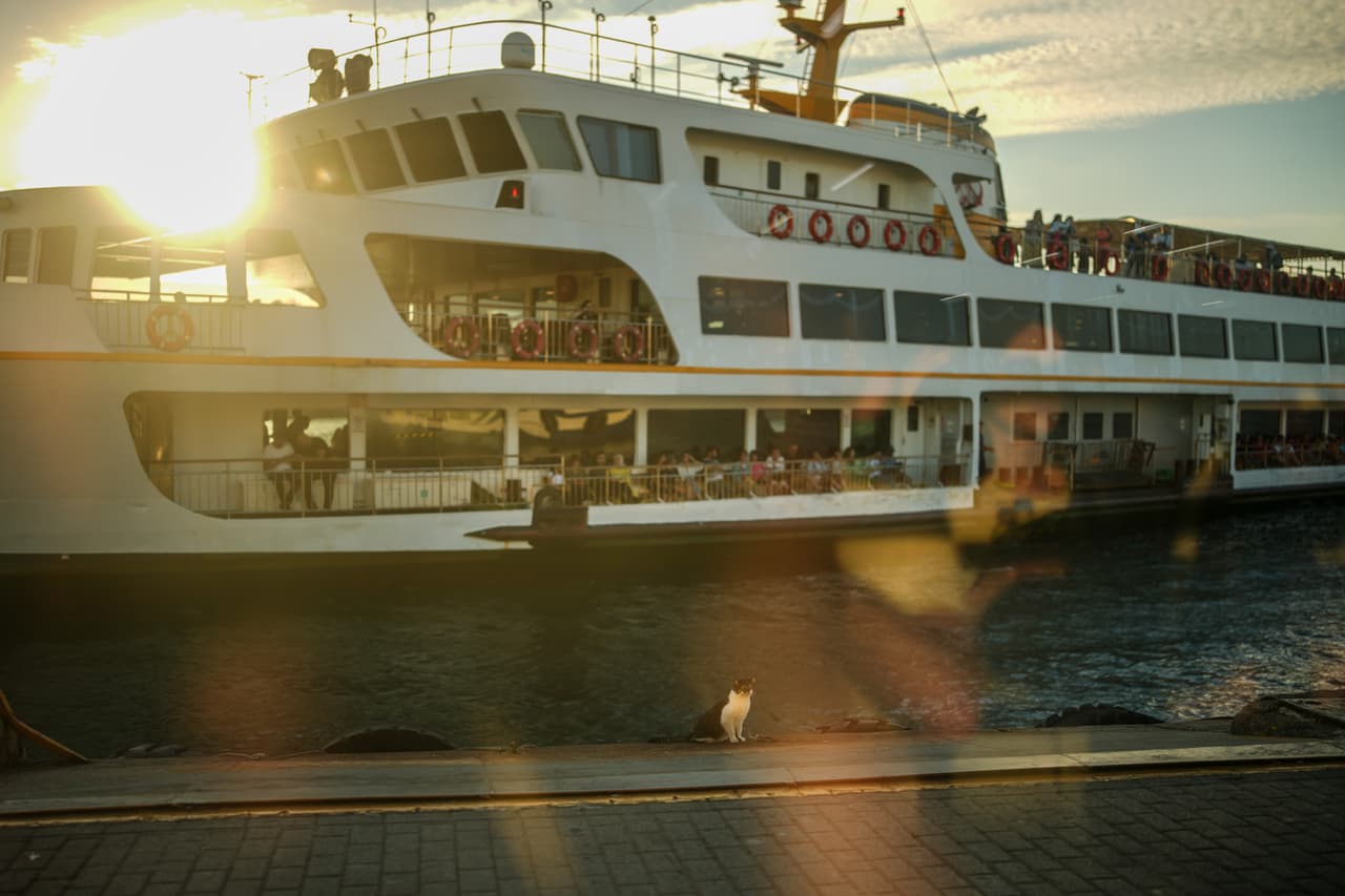 Un gato se sienta en el borde de un muelle mientras un ferry llega a la terminal de Kadikoy, cruzando el estrecho del Bósforo en Estambul, Turquía, el miércoles 17 de junio de 2026. (Foto AP/Emrah Gurel)