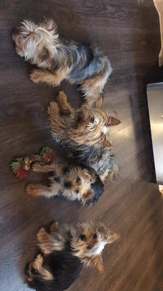 Feliz Día Nacional del Cachorro.
<br>